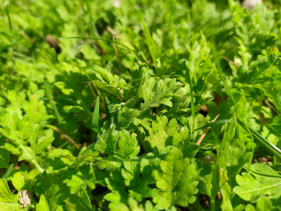 Photo Wild edible herbs