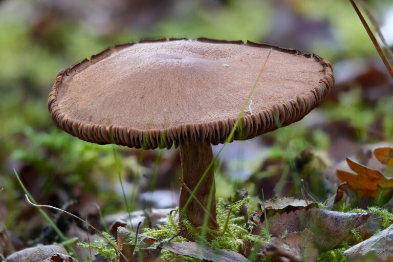 Photo forest mushrooms identification